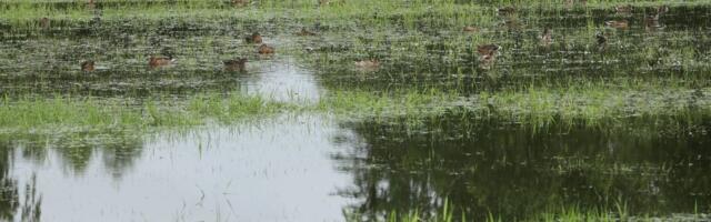 Agronoom Meelis Värnik: Lõuna-Eesti teraviljapõllud on vee all, saak võib jääda koristamata