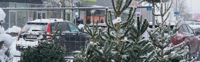 Kuusekasvataja Kiiu-Aablast: puu tuuakse tuppa aina varem