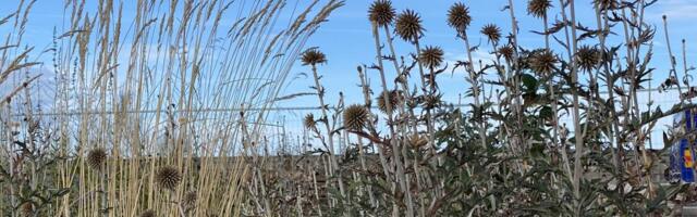 NÄDALA AED ⟩ Monokroomsuse kiituseks