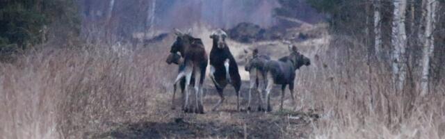 VIDEO | „Jooksin tagasi vaatamata auto poole.“ Fotograaf pääses napilt vihase põdra küüsist