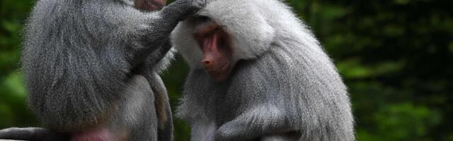 Isegi ahvid kannatavad selle all_ teadlased said jälile, kust pärineb paranoia