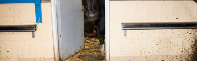 PTA: seireproovides ei tuvastatud veterinaarravimite väärkasutust