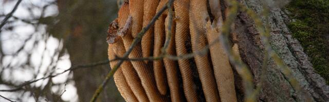 Oisu rahvamaja pargist leiti haruldane mesilaste kärg