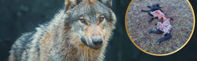 Meeleheitel veisekasvataja: iga päev murtakse mõni veis, hundid ei vaevugi enam metsast sõralisi püüdma