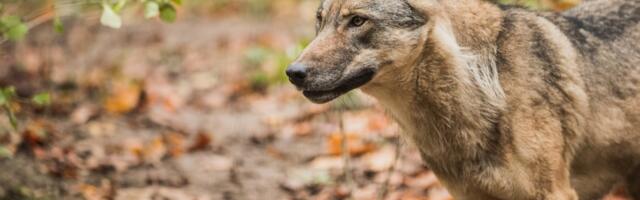Soomaa konflikt jätkub: „Veisekari on sõna otseses mõttes huntidele uru ukse ette viidud“