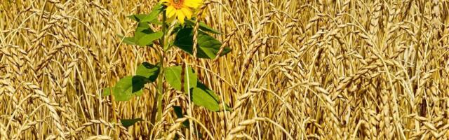 Venemaa piirab teravilja eksporti ja pikendab õlikultuuride eksporditolle