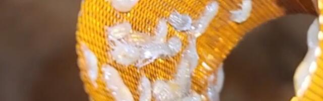 Peidetud saladus. Eestlaste joogiveetorudes elavad vesikakandid