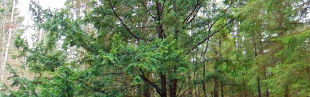 JALUTUSKÄIK JUGAPUUMETSAS | Kõpu jugapuumets aina kasvab