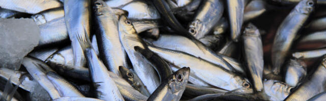 Muuseum loodab turule räimi saada