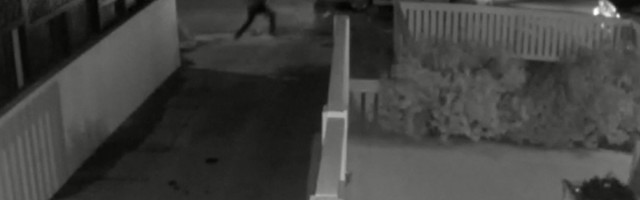 Reporter: Lady Gaga koertejalutajat tulistati ja staari koerad rööviti