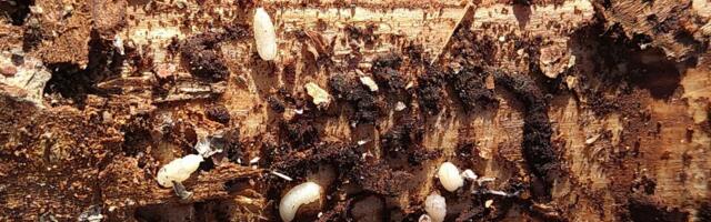 Tulekul on kuuse-kooreüraski teine põlvkond