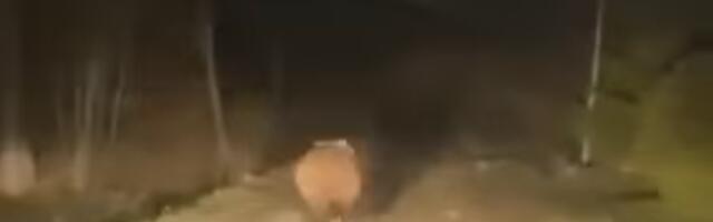 VIDEO ⟩ Noored sattusid Hiiumaal kodu suunas sõites karu «jälitama»