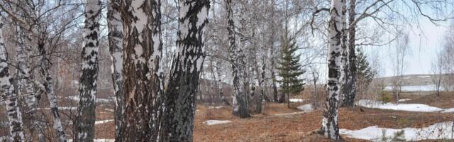 Erametsaliit hoiatab skeemitamise eest metsatehingutes