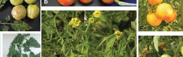 PTA leidis ohtliku tomatviiruse