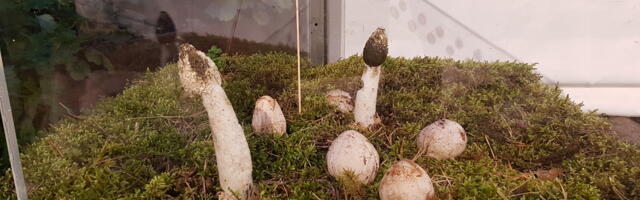 Eesti Loodusmuuseumi seenenäitusele jõudis haisev ja häbitu tegelane