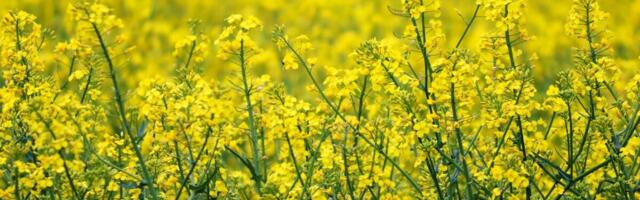 Doktoritööst selgus talirapsi sobivaim külviaeg