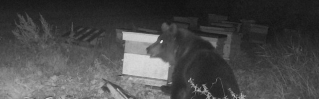 Reporter: Tartumaal käis mõmmik mesitarude kallal maiustamas