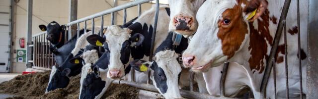 Kas sektorivälised investorid võtavad Eesti piimatootmise üle?