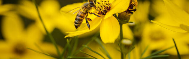Mesilased suudavad üksteisega suhelda tantsu abil