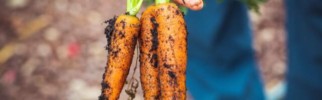 EL uuendab biomajanduse strateegiat ja mahemäärust