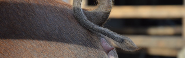 PETA: loomanimede solvanguna kasutamine on “inimeste ülimuslikkusele osutav kõne”