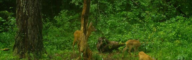 PILTUUDIS: Viljandimaal on kitsed juba suvekarvas