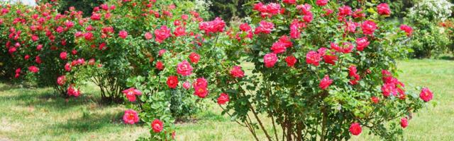 Kõik, mida pead teadma rooside varjatud vaenlastest ja nende tõrjest