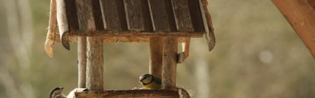 Täna algab üle-eestiline talvine aialinnuvaatlus