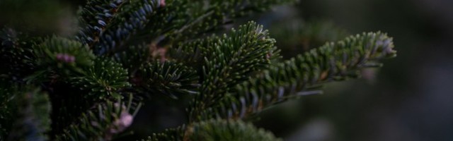 Asjatundja: jõulukuuseks on mõistlik valida väike puu, mis kasvab suuremate all