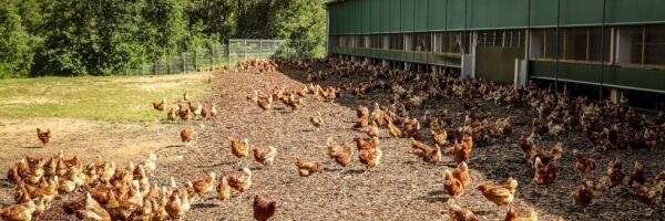 Чем свободнее куры, тем дороже яйца
