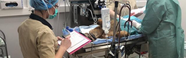 Arst ravib inimest, loomaarst inimkonda