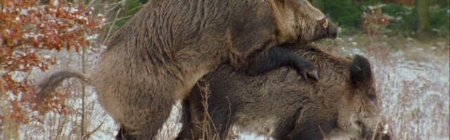 Jahmatav avastus: Saksa metsad on täis radioaktiivseid sigu