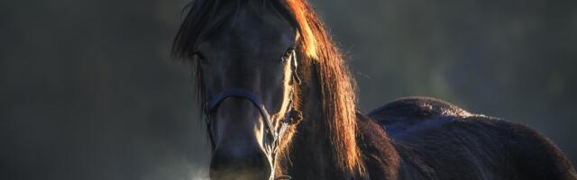 Eestisse jõudis hobuste haigus nõlg