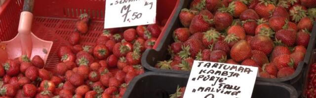 Põuaperiood on Eesti maasika hinna tõstnud pea kolmekordseks