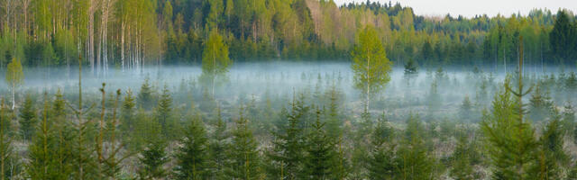 Alam-Pedja looduskaitsealal algavad märgade metsade seisundi parandamise tööd