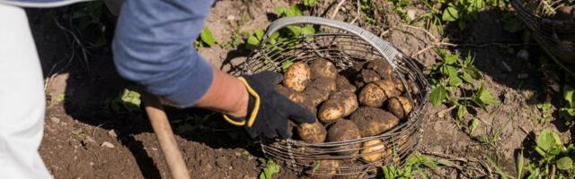 Kae imet: isegi talvel võib veel korralikku kartulisaaki saada