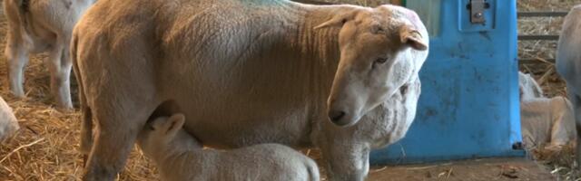 Roosu talu uued talled aitavad hundirünnakutes kaotatud karja taastada