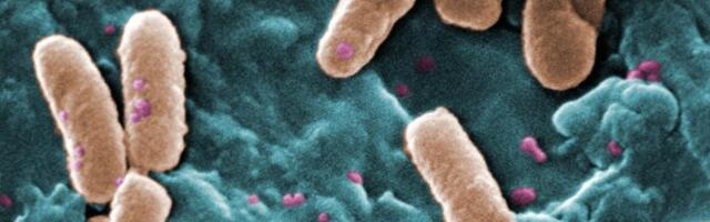 Peaaegu kõik bakterid võivad osutuda plastisööjaks