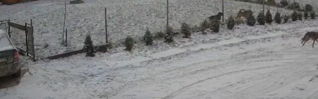 VIDEO | Eesti piiri äärses külas tuli hundikari kohalike koertega tutvuma