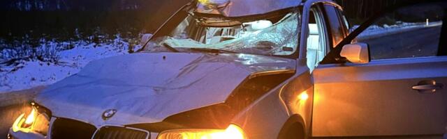 Ettevaatust liikluses: Pillapalus kokkupõrge põdraga, autojuht pääses imekombel vaid ehmatusega