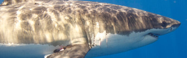 Ookeani soojenedes võivad mitmed kalad ülekuumeneda