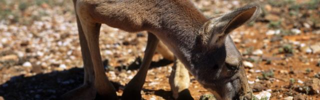 Insenerid pigistavad Maast joogivett välja