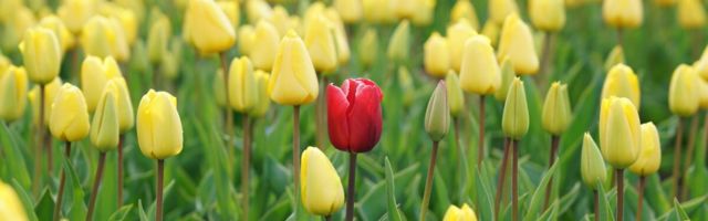 Kuidas jääda silma konkurentsitihedal tööturul?