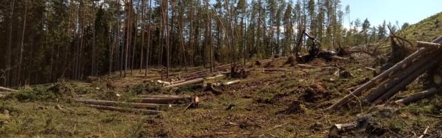 Metsast majakrundi tegemine võib minna maksu alla
