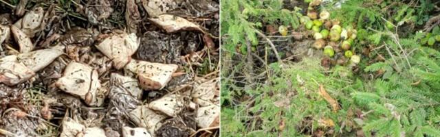 SEADUSEVASTANE TEGEVUS | Hausma randa viidi kalarappeid ja aiajäätmeid