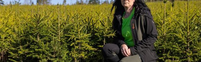 „Kallale läheks.“ Minister andis inimestele tasuta kuused, kuid hävitab ettevõtjate elutöö