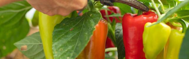 Paprika neće dati krupne plodove ako pre sadnje uradite ovo: Povrće ne podnosi neke stvari u zemlji