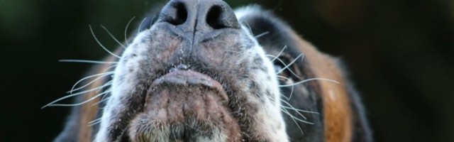 Mõni koer leiab koroonakandjad teiste inimeste hulgast kergesti üles