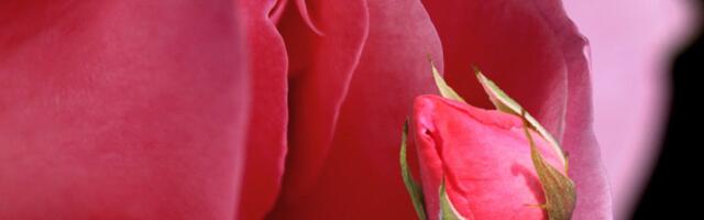 Musklimees saab iseennast nuusutades orgasmi