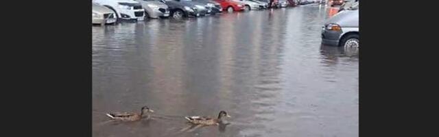 LÕBUS VIDEO | Tartu suur­uputus tõi tänavatele pardid, kes sulistasid rõõmsalt autode vahel